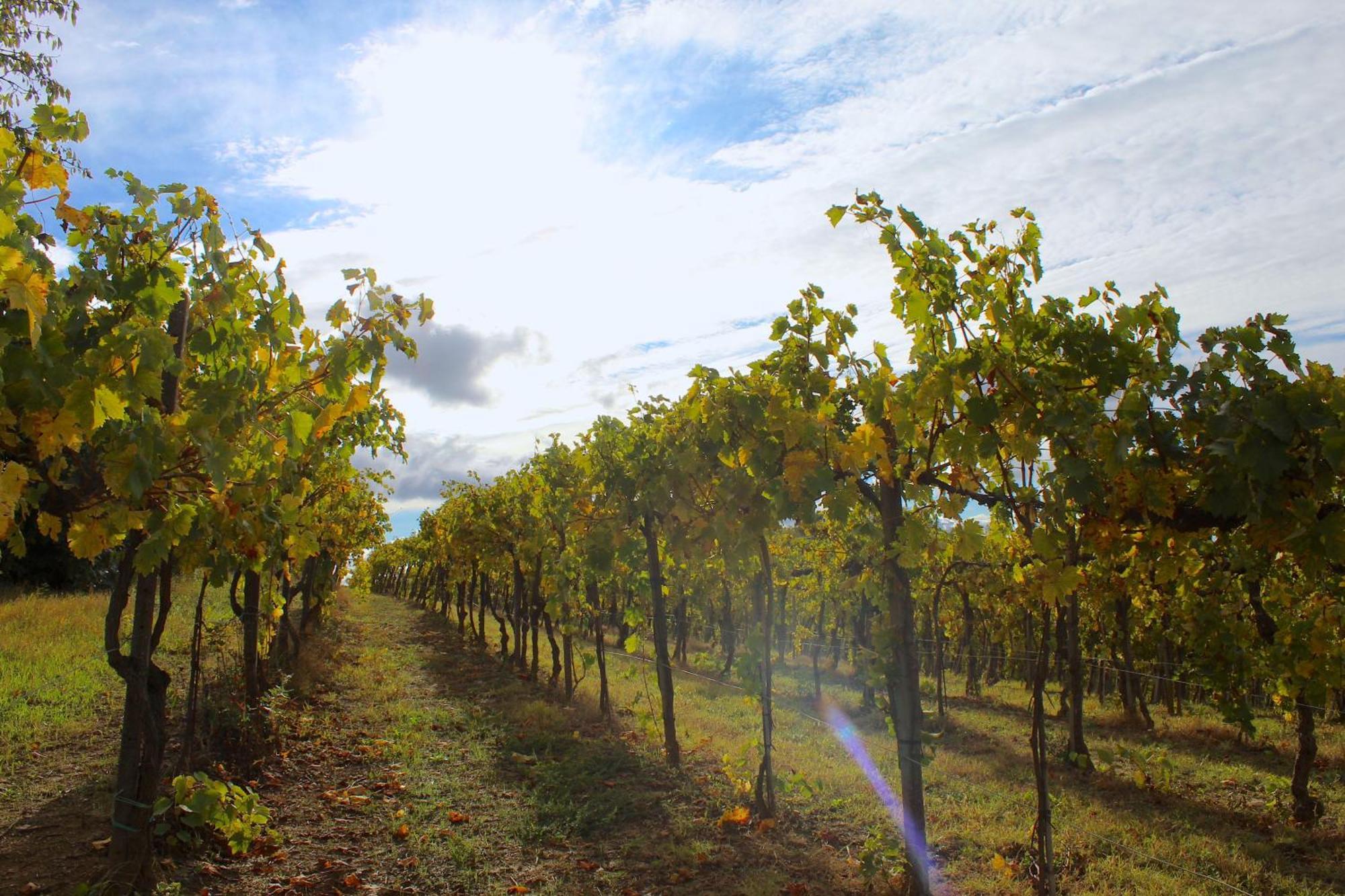 Amazing Langhe And Monferrato | House With Garden Villa Calamandrana Luaran gambar